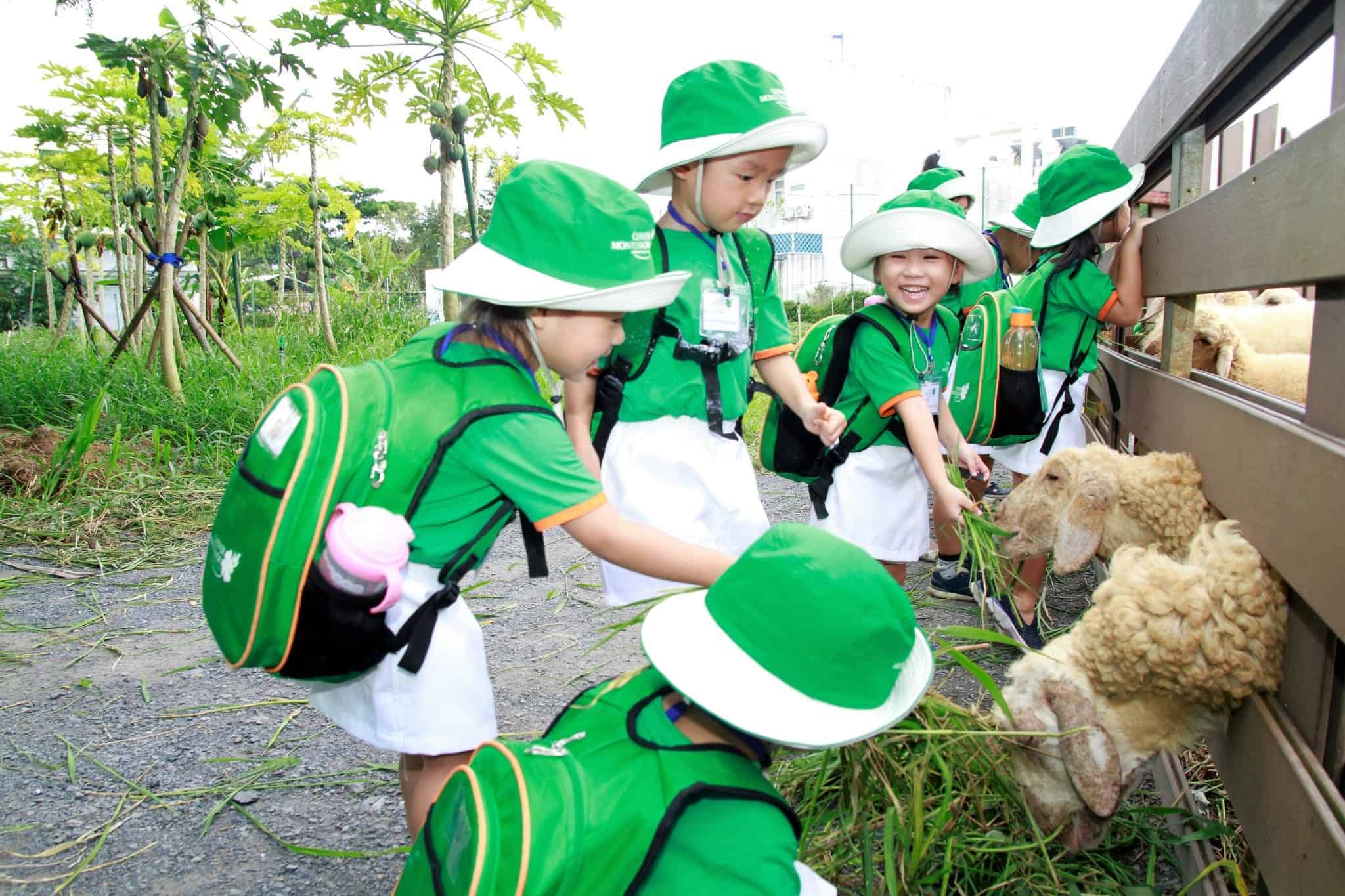 Hoạt động Clover Montessori